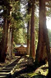 Bosque y escaleras del Templo Zen Eihei