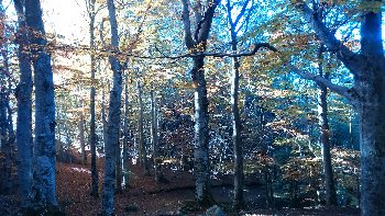 The Kosen Sangha wishes to reforest a plantation with beeches and some other local species