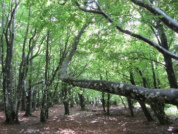 Fundraising campaign for the forest maintenance plan in the Caroux zen temple