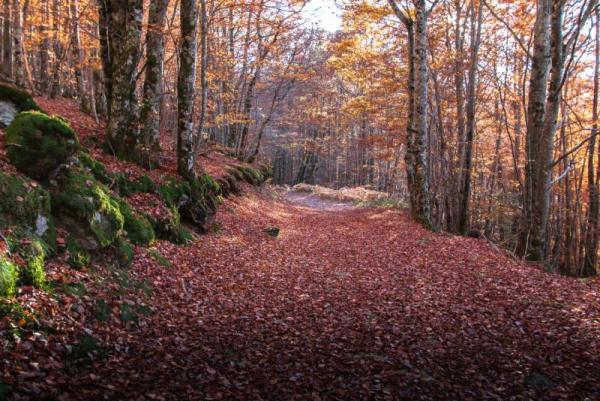 L'automne dans le Caroux