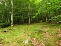 Le temple zen est entouré par de magnifiques hêtraies